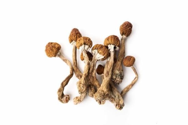 Psilocybin Mushrooms - Image 2